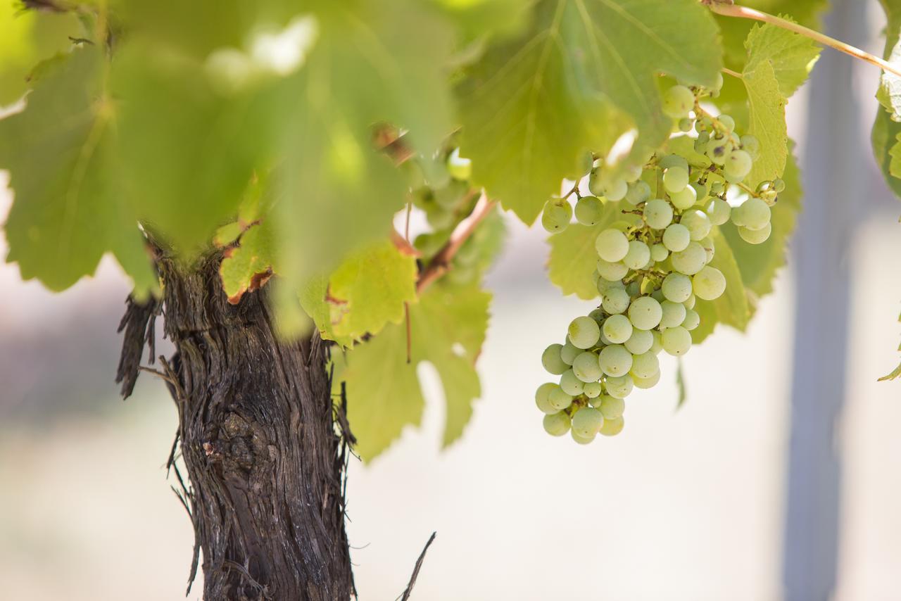Petersons Armidale Winery And Guesthouse Luaran gambar